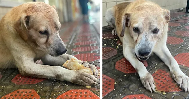 For a while, the staff at La Espiga bake...