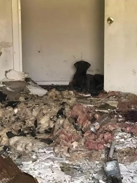 Amethyst's fur began to grow back, first...