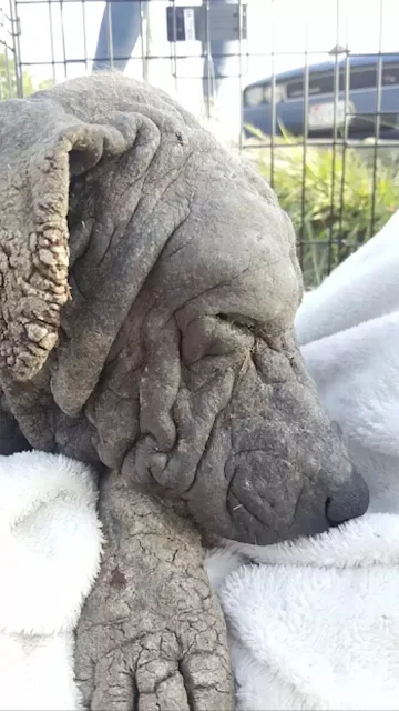 Reflecting on the journey, Breeden expre...