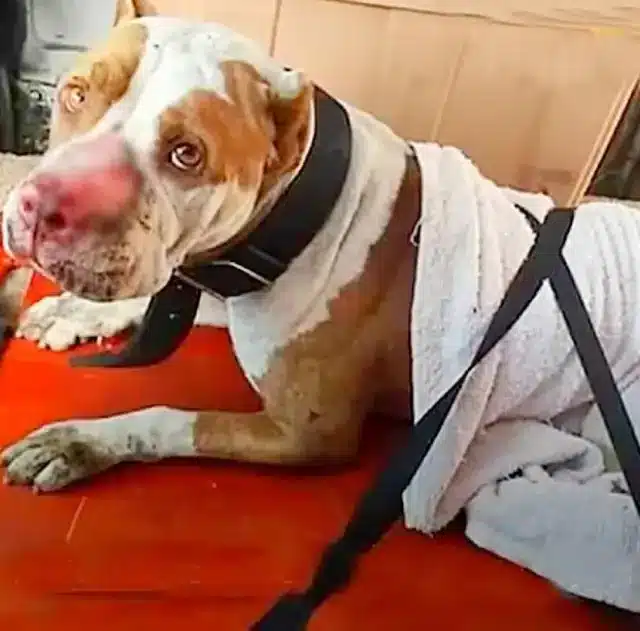 Under the care of Kat and Heather, who w...