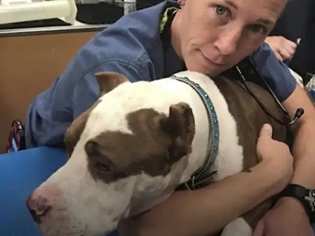 His companions in the foster homeās dog ...