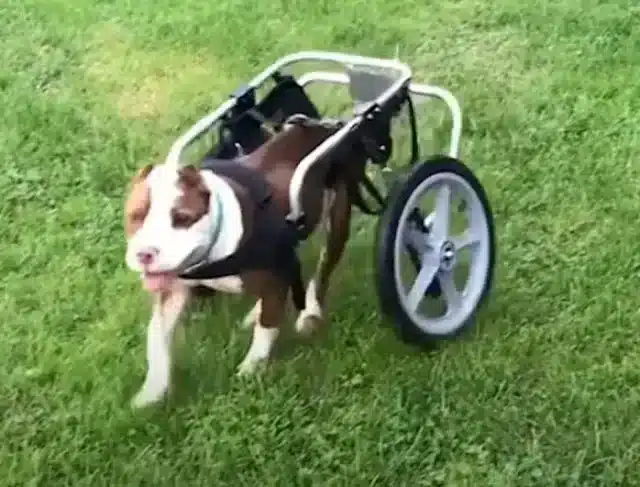 The story of Iron speaks volumes about t...