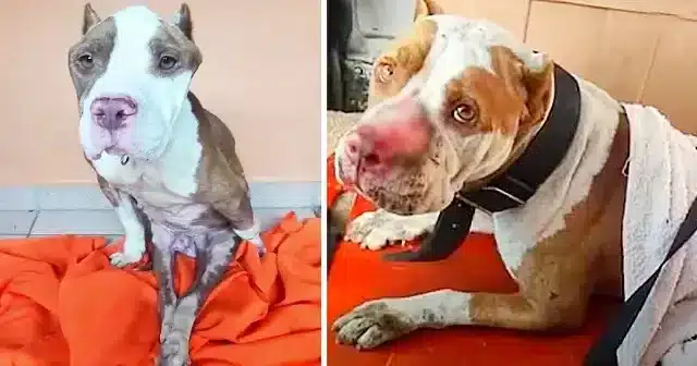 When Iron was discovered, he was in a di...