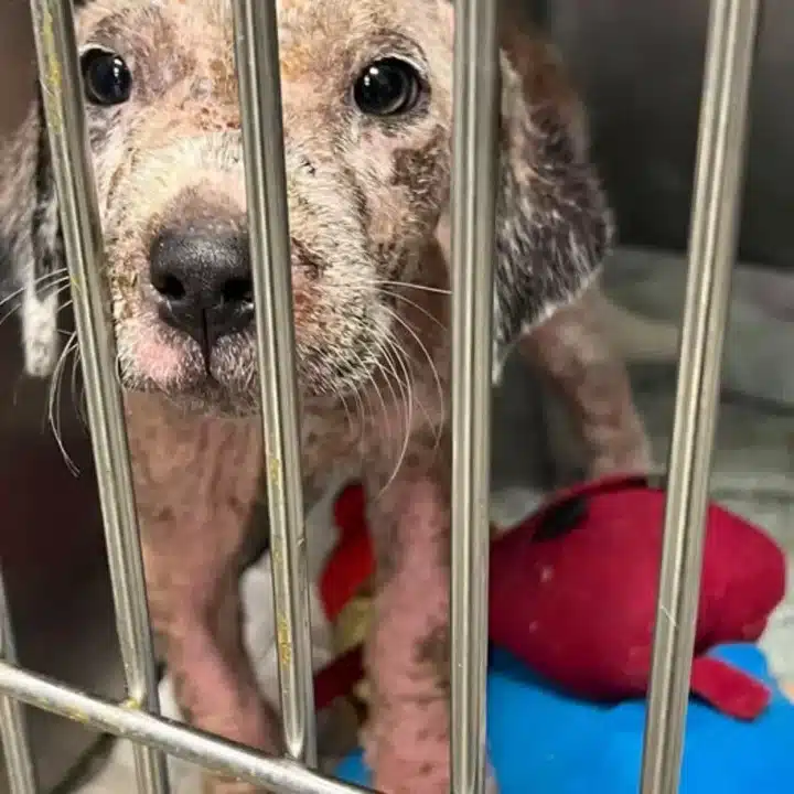 Just one week into this devoted care, th...