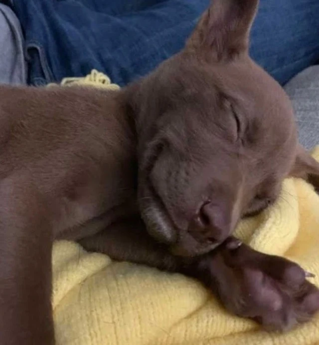 Following the video's popularity, multip...