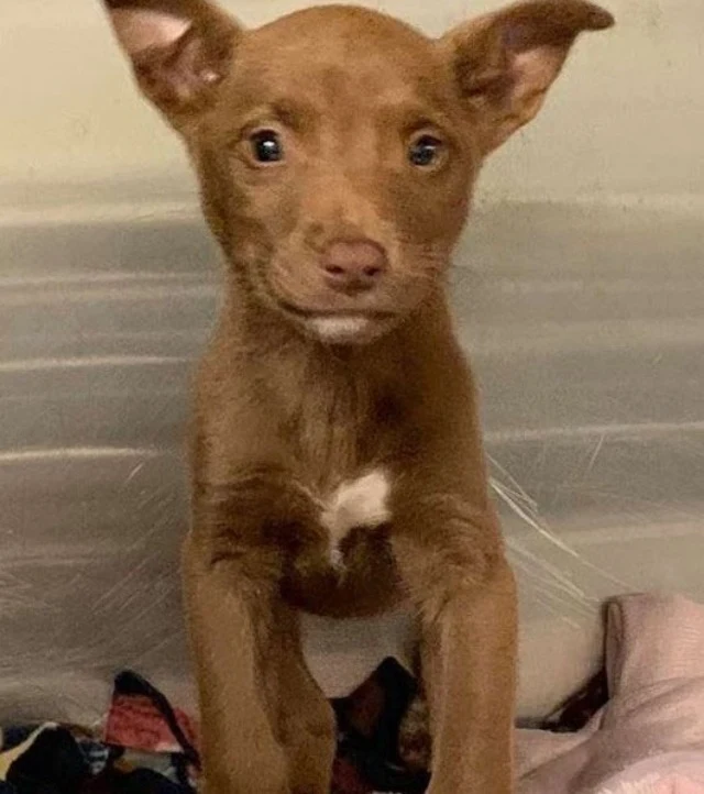 Extra image from article