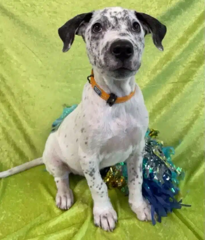 Extra image from article