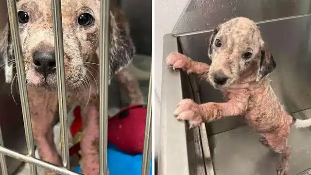 Volunteers at FMAS quickly realized Dunc...