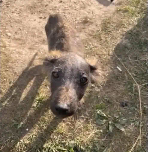 Mickey's dramatic transformation capture...