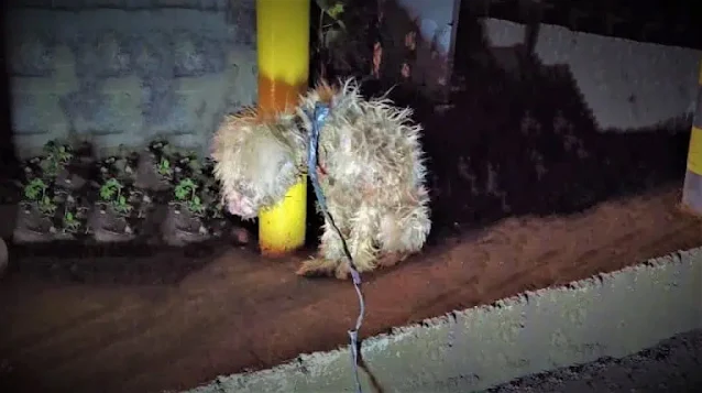 Thankfully, a compassionate local reside...