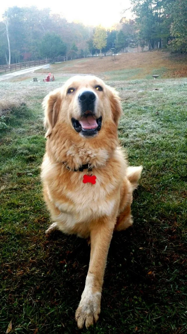 The sanctuary's owner, Lester Aradi, not...