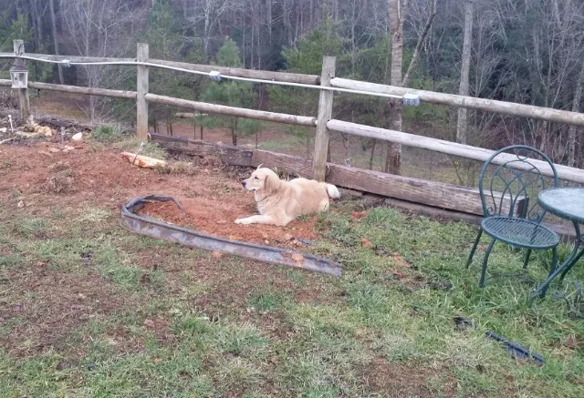 Tricycle's story is a poignant reminder ...