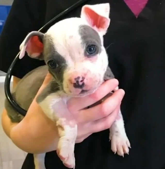 Extra image from article