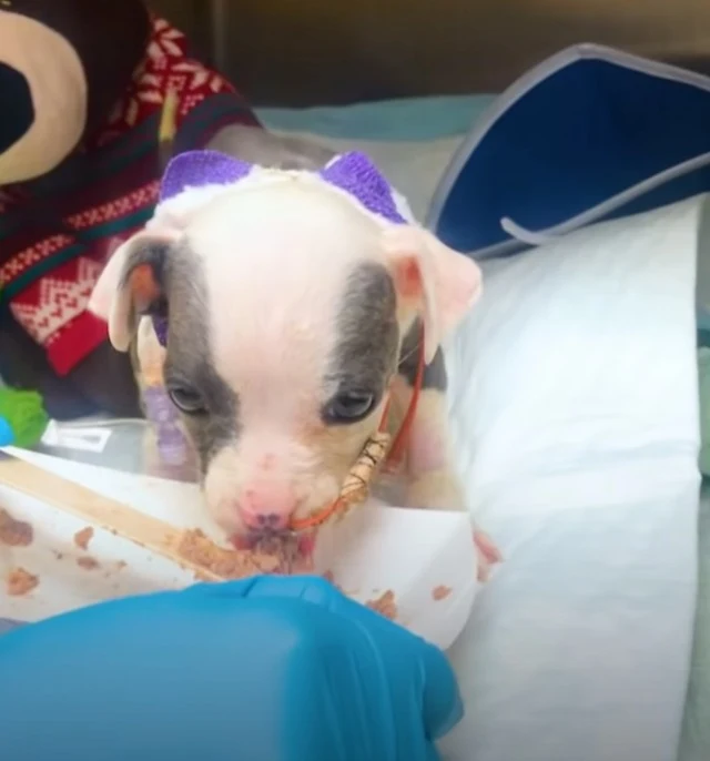 Extra image from article