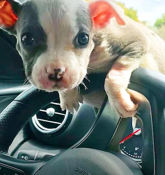 Extra image from article