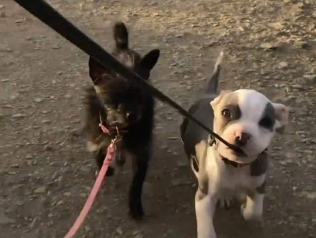 Extra image from article