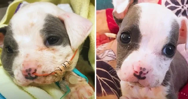 The kindness and dedication of the rescu...