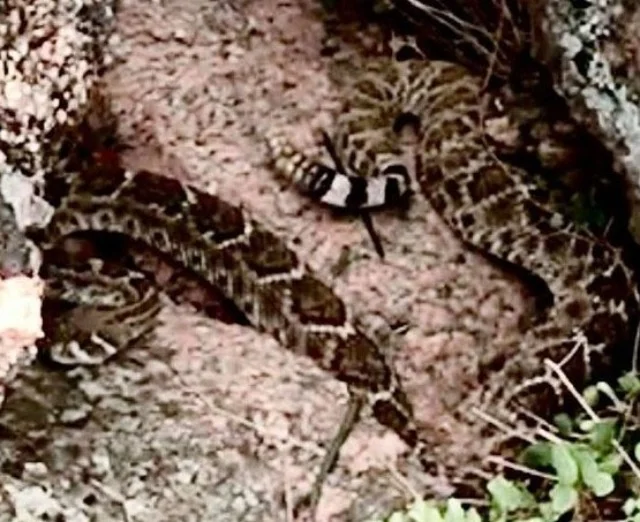 Initially, Nellie was terrified of loud ...