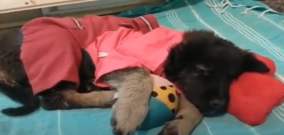 Through it all, Mop’s eyes remained fill...