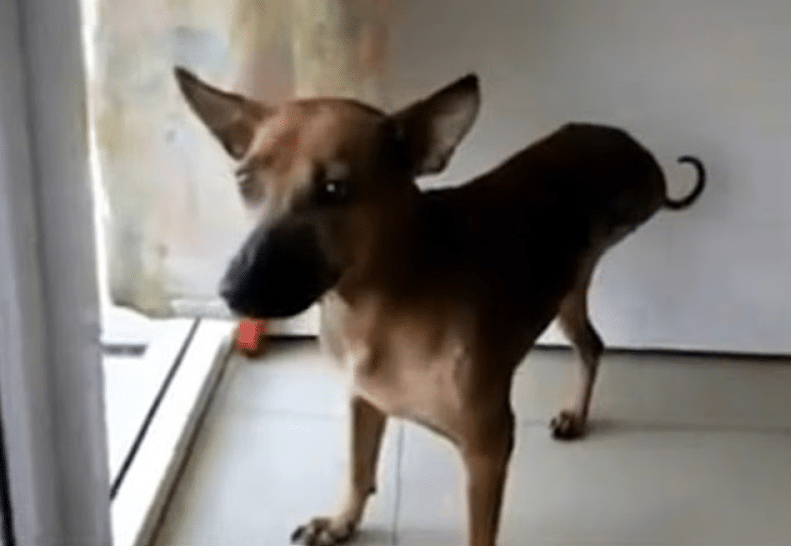 Extra image from article