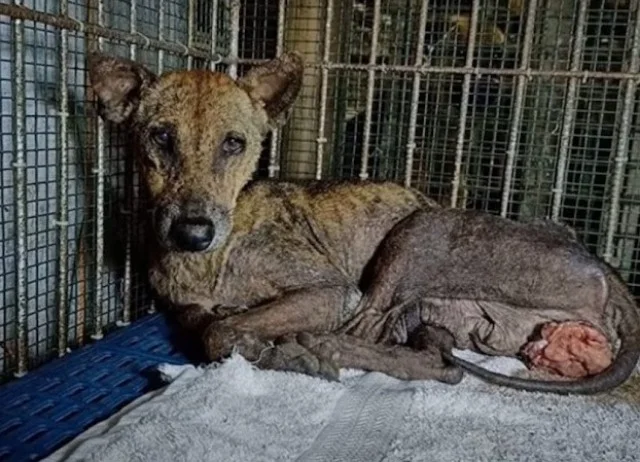 Although the rescuers worried that Lisa ...