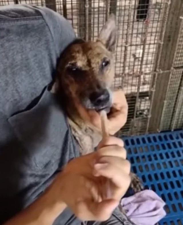 The abuse Lisa endured during her pregna...