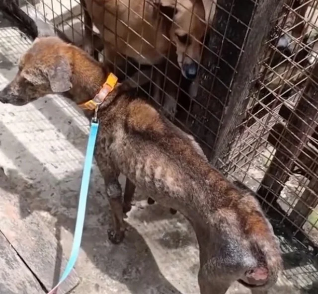 Extra image from article