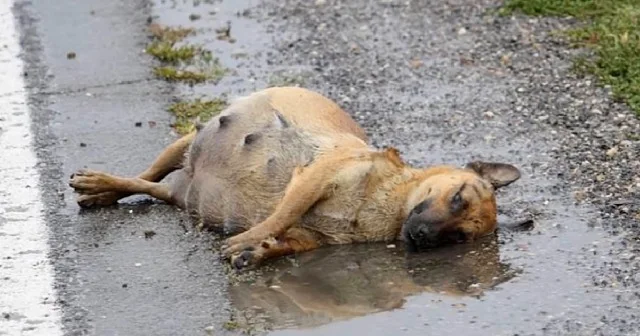 This is the tale of Lisa, a puppy found ...