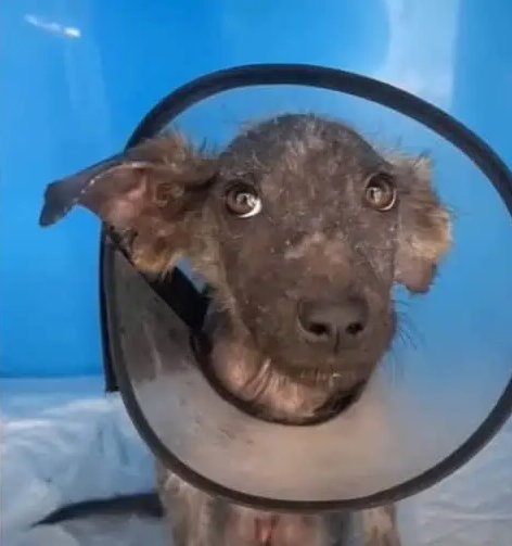 Within a week, Mickey began to show sign...