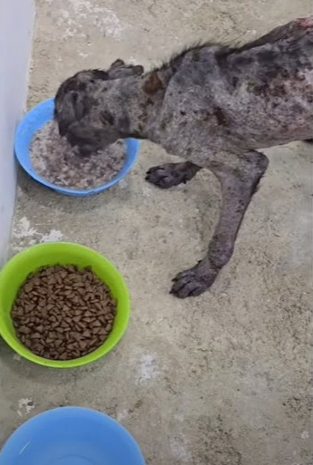 He gained weight, moved with assurance, ...