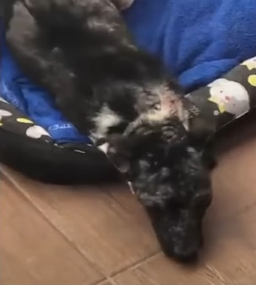 Extra image from article