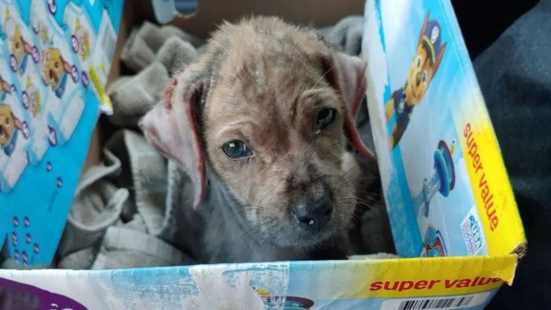 One such story is that of Taylor, a gent...