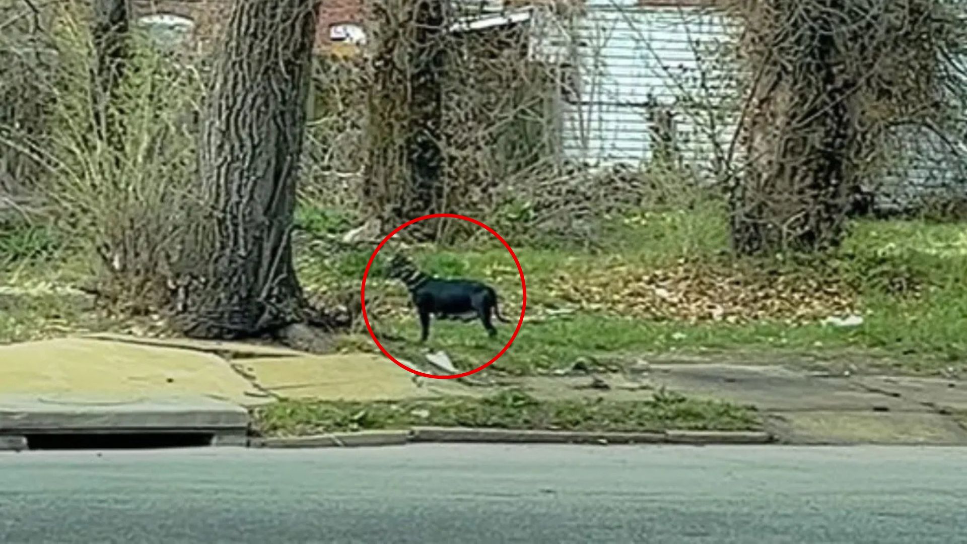 Such was the case for a stray mama dog i...