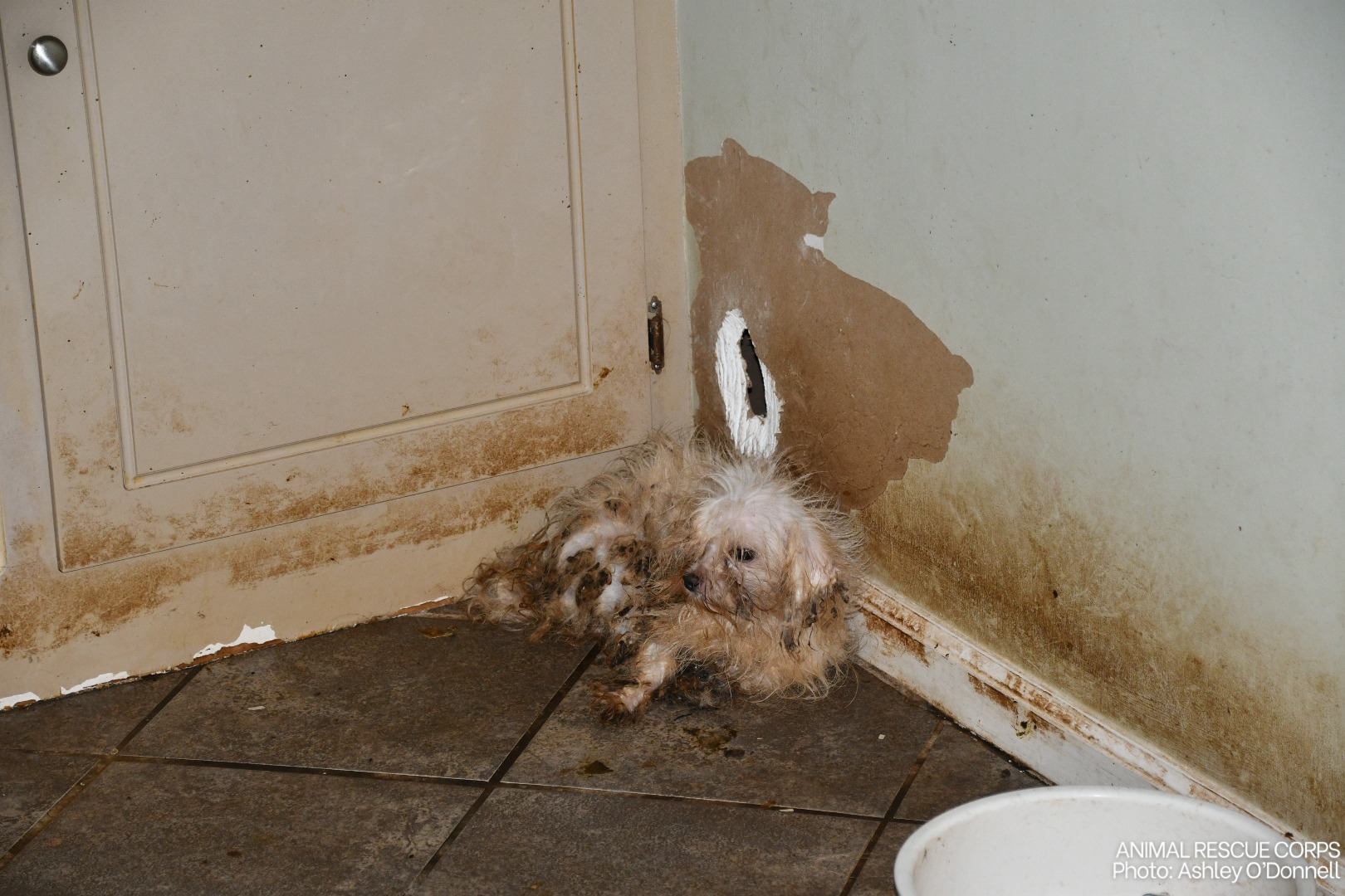 Thankfully, due to the efforts of Cheath...