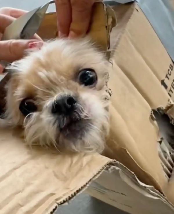 “They are so incredibly sweet, oh my goo...