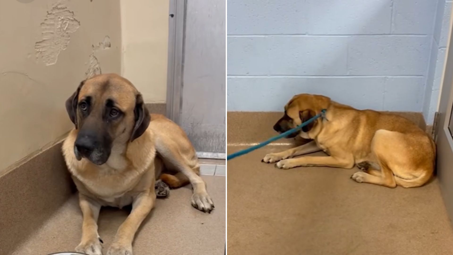 This sudden shift can be confusing for t...