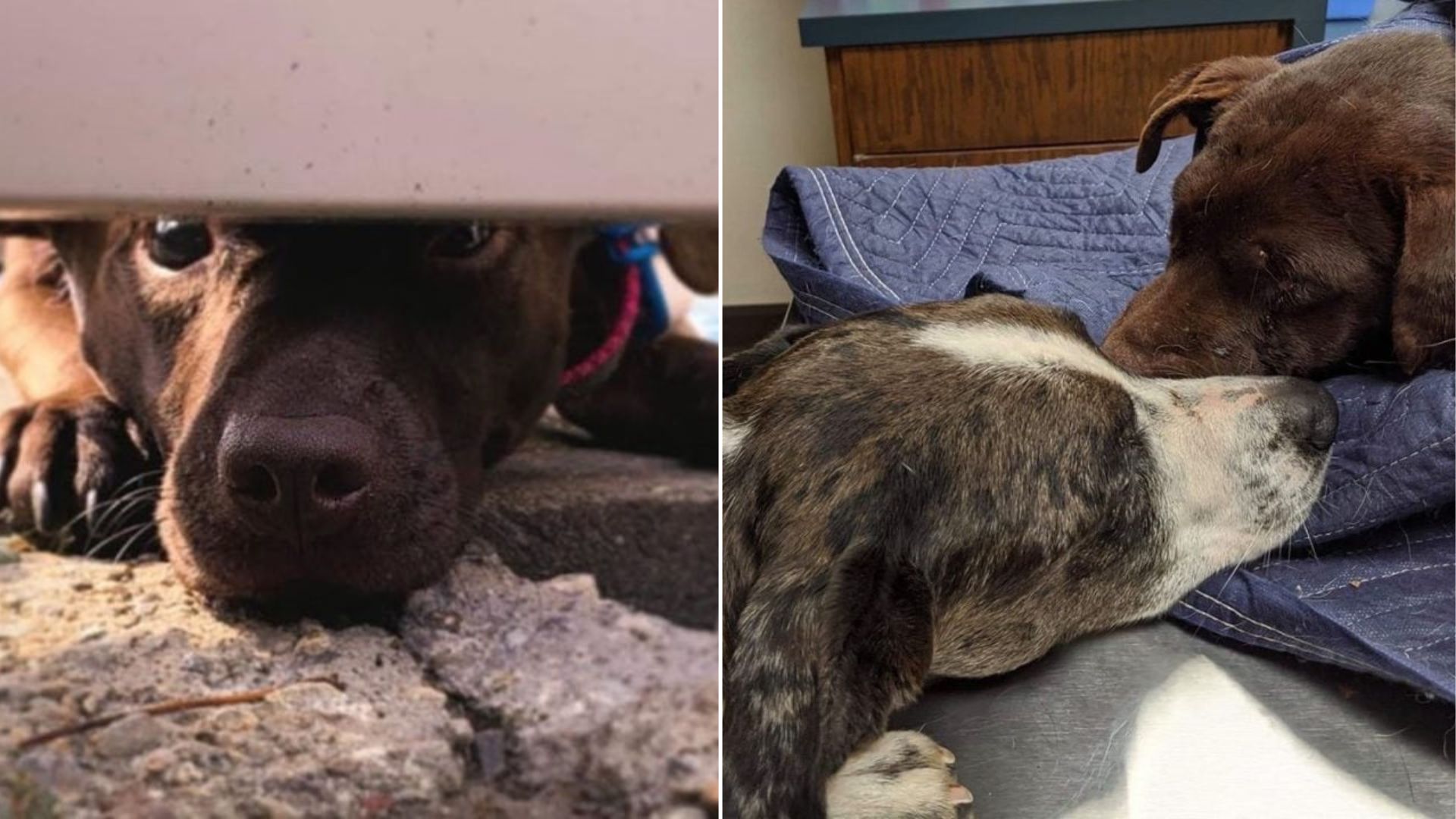 Her fierce determination and her mother ...