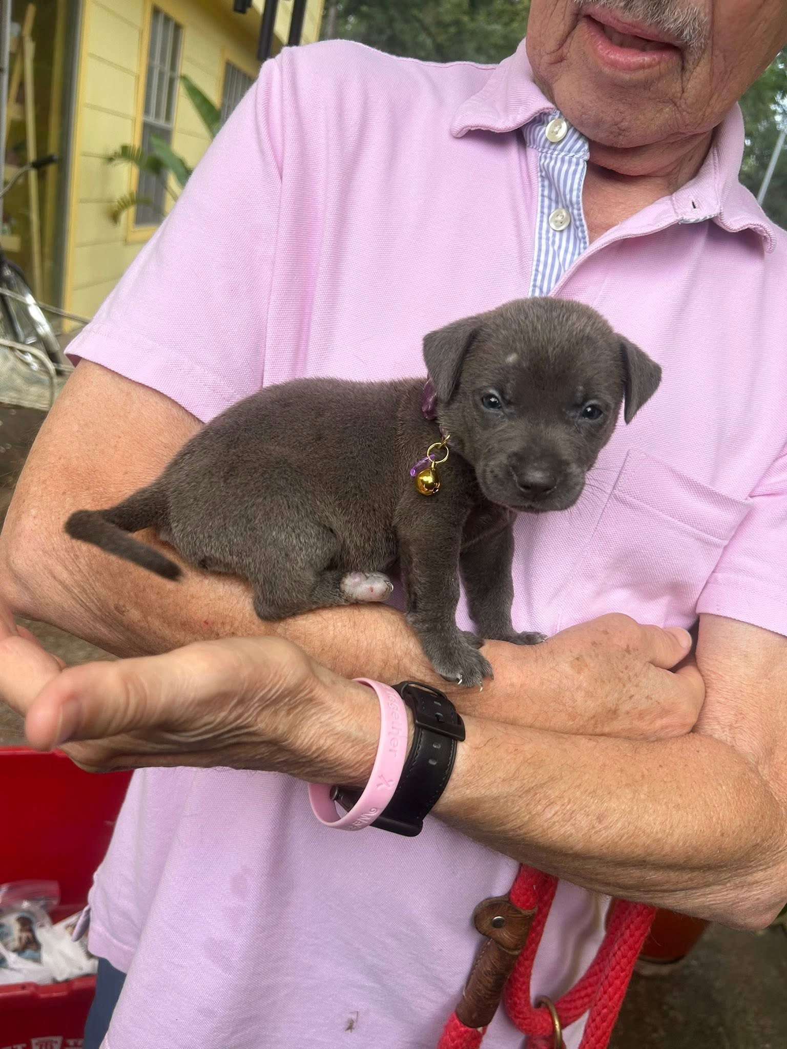 Under the care of her fosters, Pebbles i...