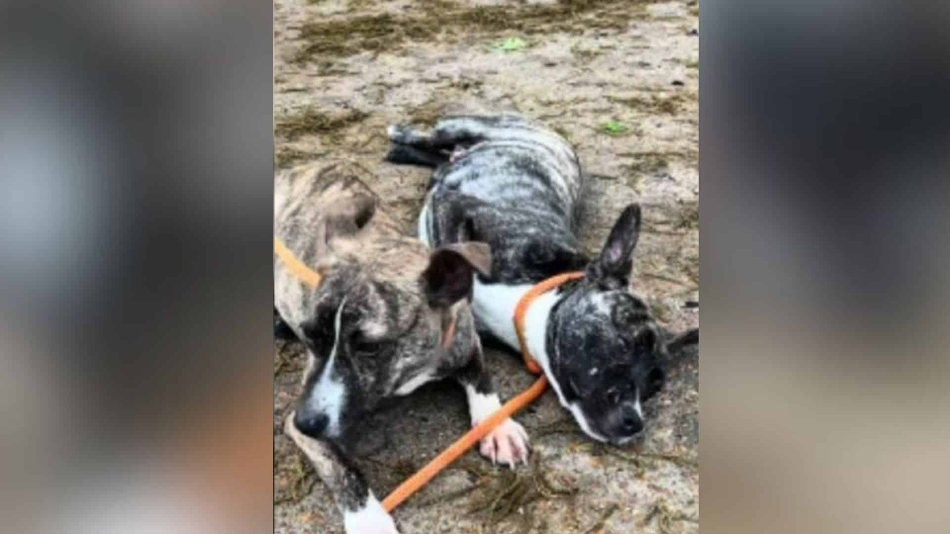 The footage revealed that two small pupp...