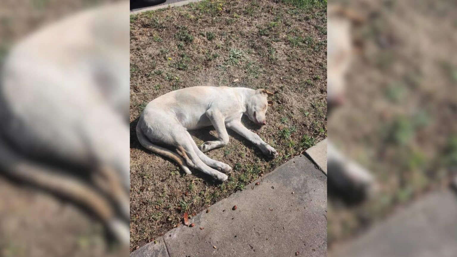 Abandoned Dog Finds Hope in New Home After Heartbreaking Search for Family