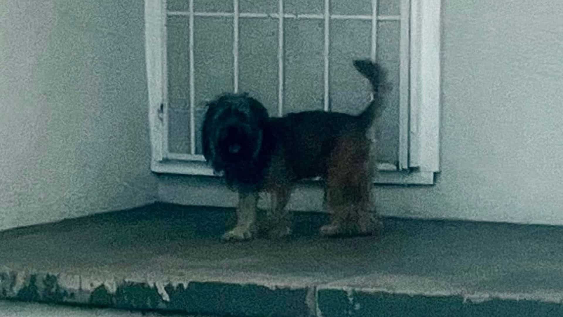 Many dogs suffer from being neglected or...