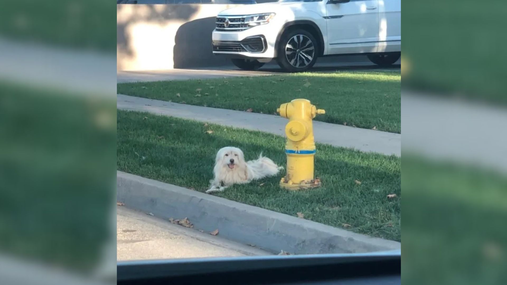 These loyal animals often keep waiting f...