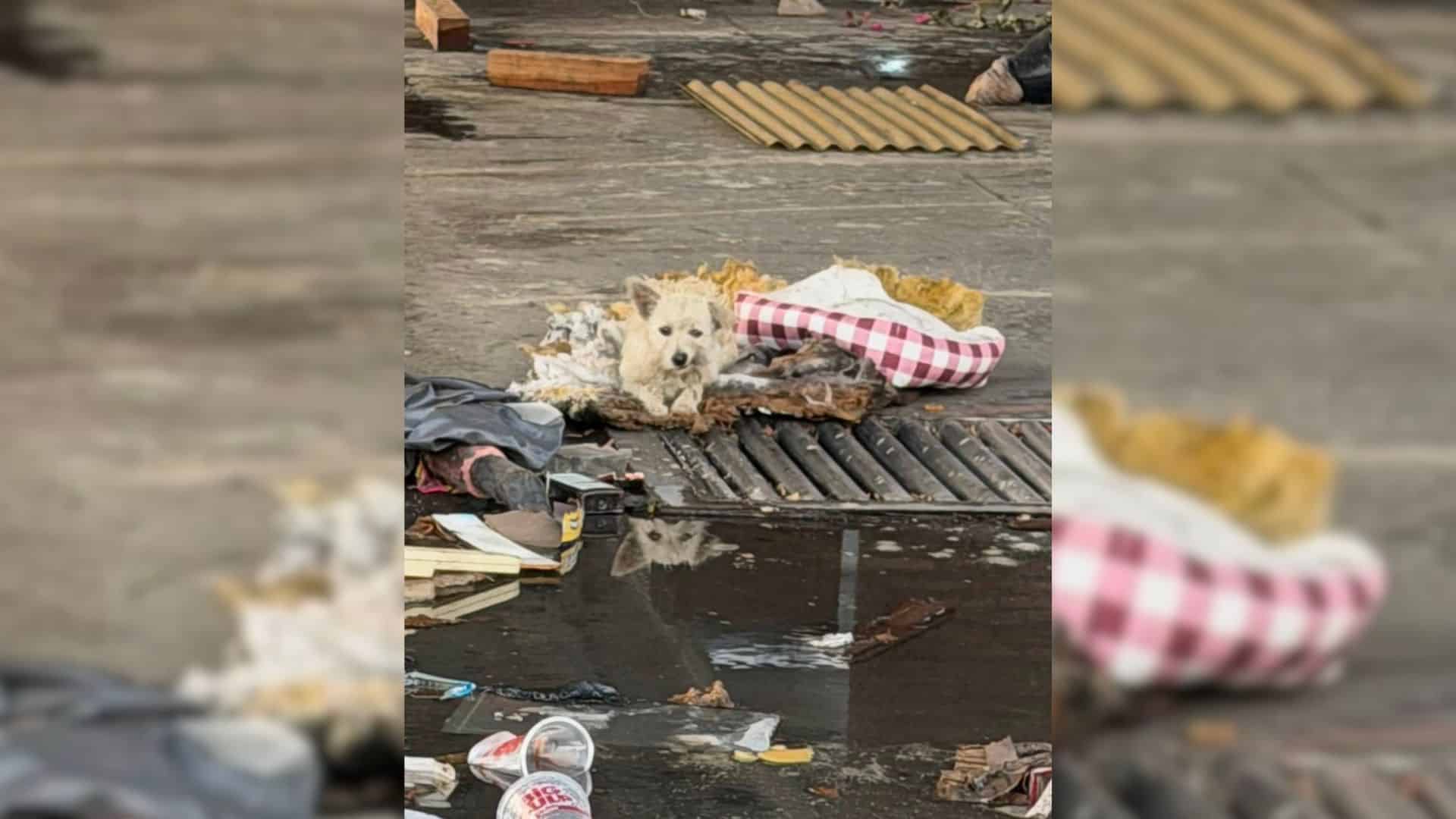 For one small pup, the remains of a demo...