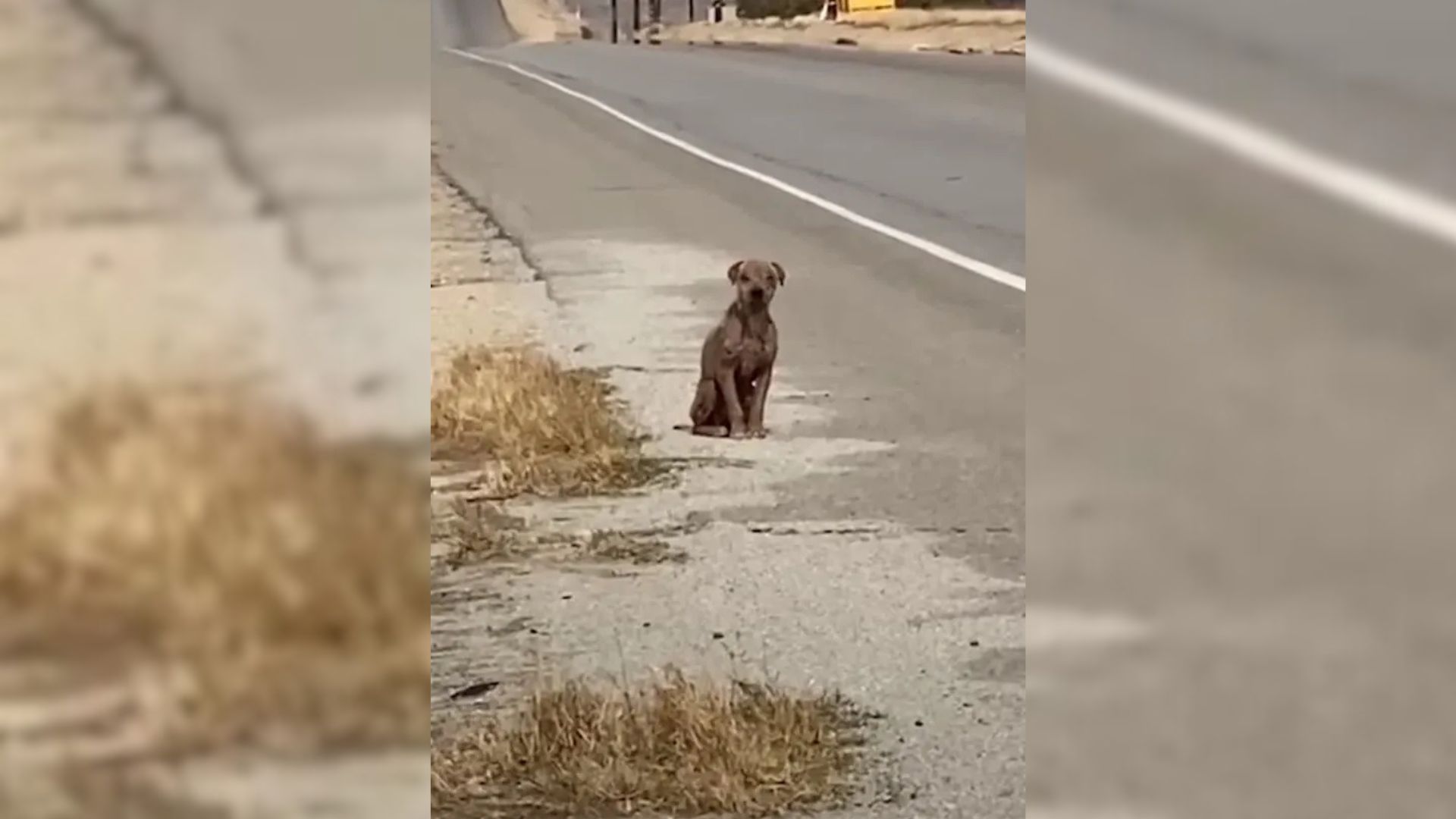Leashes of Love, an animal rescue in Cal...