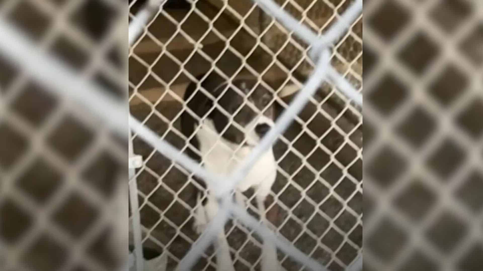 Henree, a senior dog who is deaf, lived ...