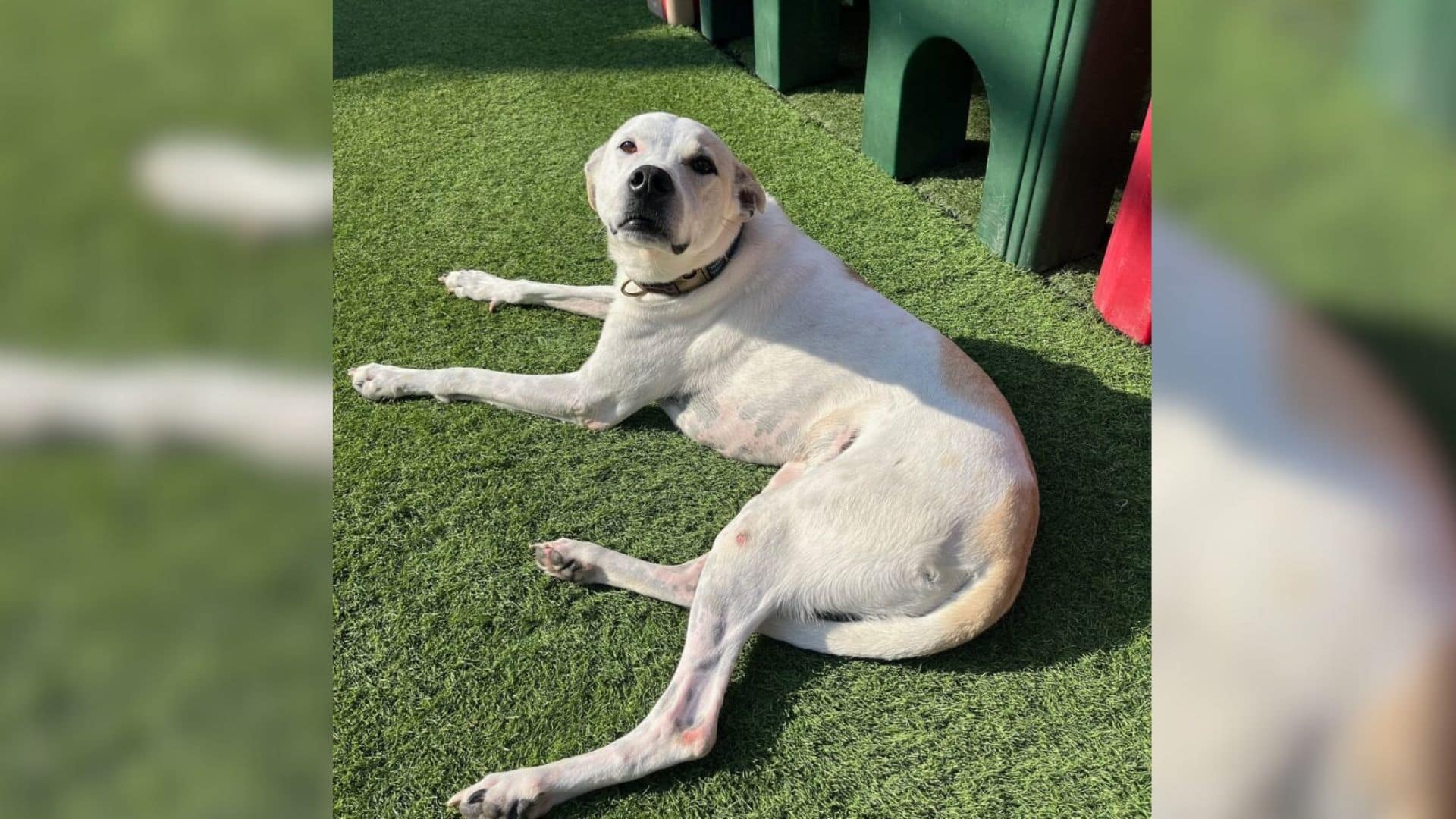 Early experiences greatly impact dogs, e...