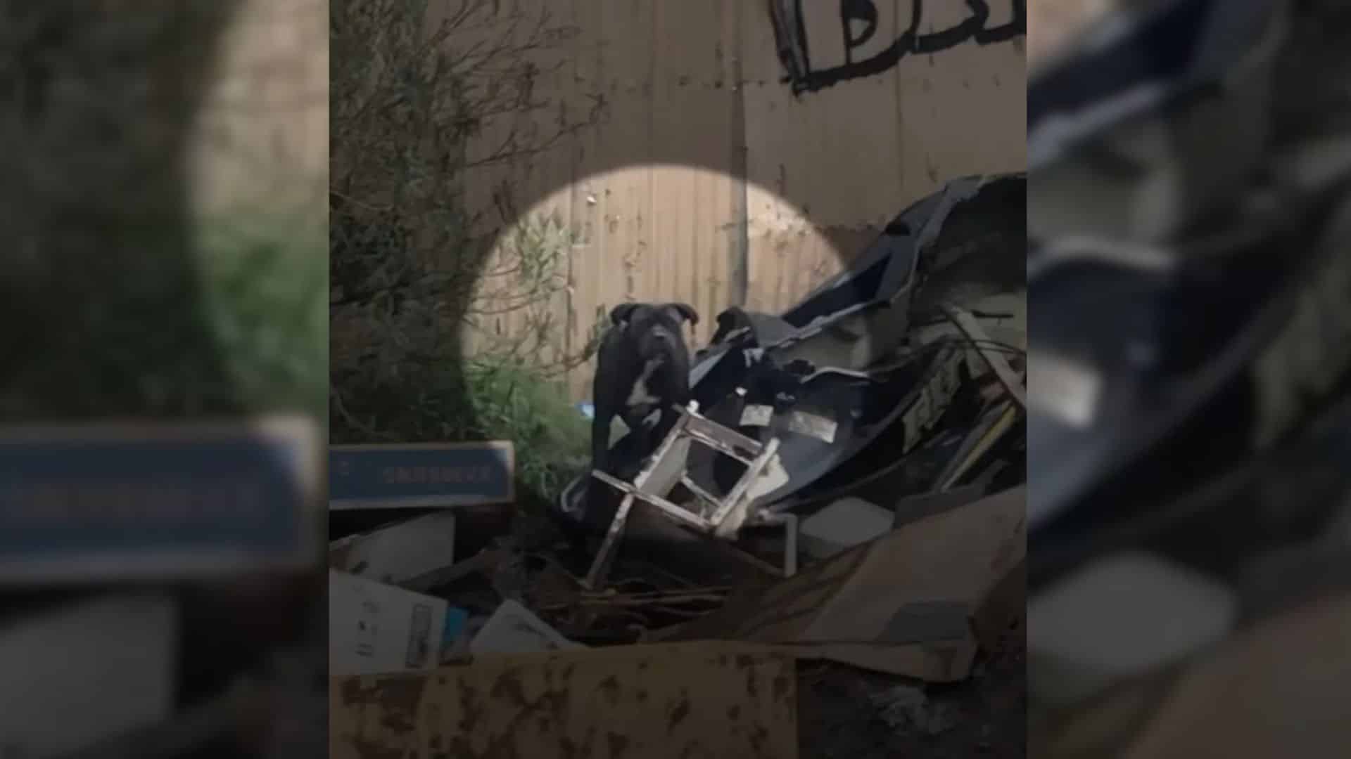 Lisa recounted to The Dodo how vast the ...