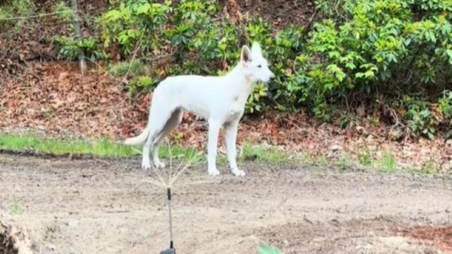 Their trail camera, set up to monitor wi...