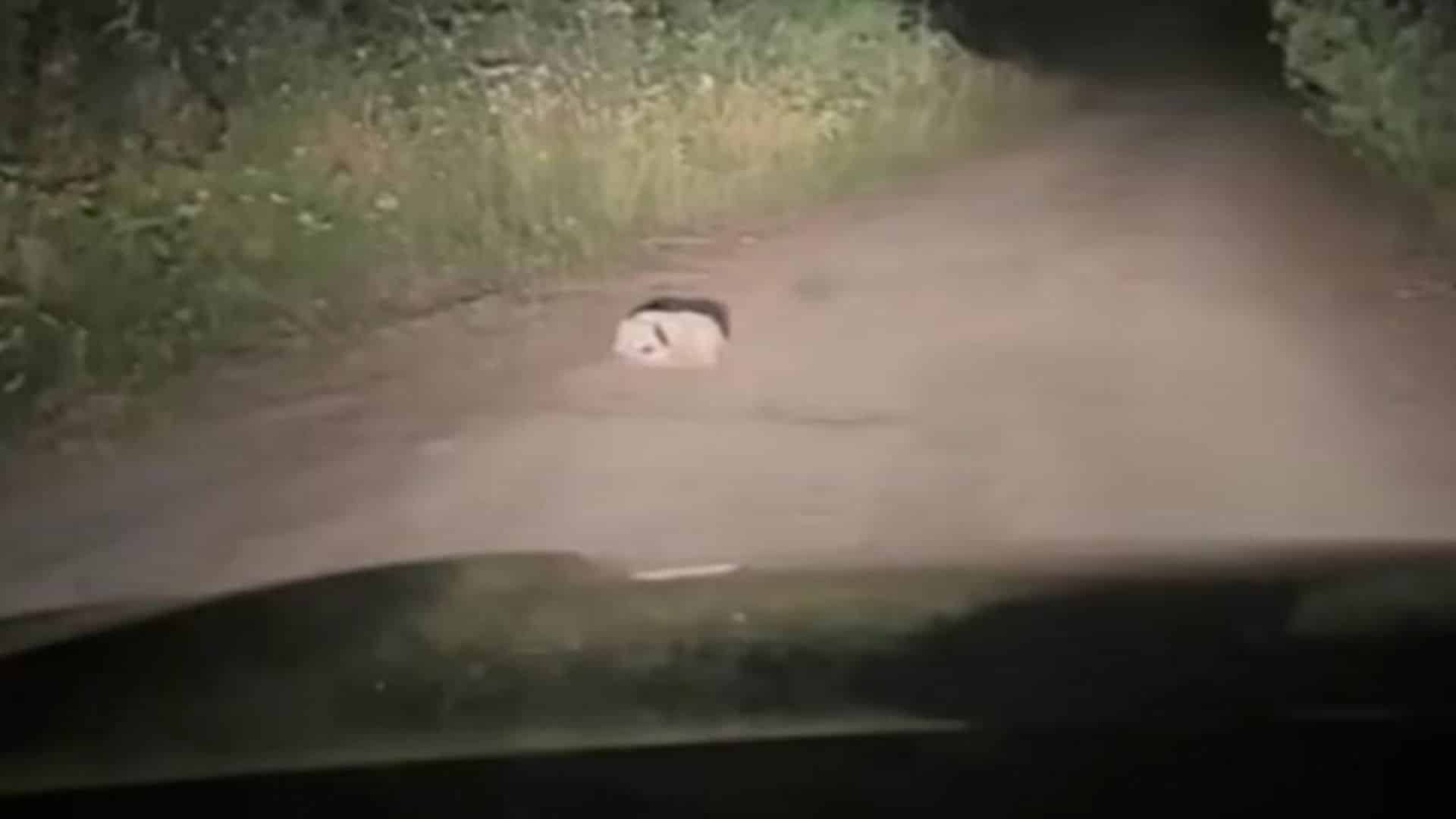 As he navigated a gravel logging road th...