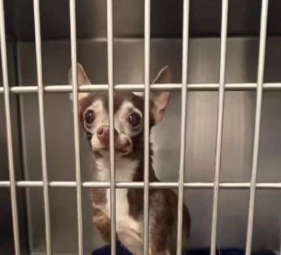 Once she arrived in Denver, Guac's world...